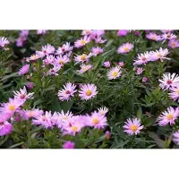 GRDplanten 6 x Aster dum. 'Herbstgruss Vom Bresserhof' - Herbstaster - Topf 9 x 9 cm