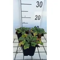 GRDplanten 6 x Eryngium plan. 'Blauer Zwerg' ( blue hobbit) - Mannstreu - Topf 9 x 9 cm
