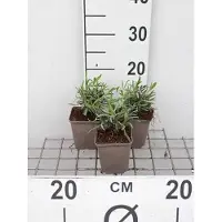 GRDplanten 6 x Lavandula int. 'Alba' - Lavendel - Topf 9 x 9 cm