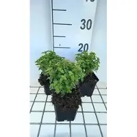 GRDplanten 6 x Fuchsia hybr. 'Tom Thumb' - Fuchsie - Topf 9 x 9 cm