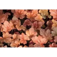 GRDplanten 6 x Heuchera hybr. 'Peach Flambe' - Purpurglöckchen - Topf 9 x 9 cm