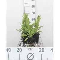 GRDplanten 6 x Helenium bigelovii 'The Bishop' ( 'superbum') - Sonnenbraut - Topf 9 x 9 cm