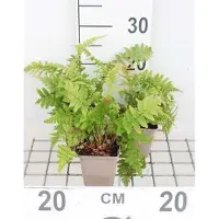 GRDplanten 6 x Dryopteris filix-mas - Wurmfarn - Topf 9 x 9 cm