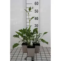 GRDplanten 6 x Rudbeckia nitida 'Herbstsonne' - Sonnenhut - Topf 9 x 9 cm