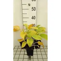 GRDplanten 6 x Hosta hybr. 'August Moon' - Hosta - Topf 9 x 9 cm