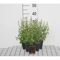GRDplanten 6 x Calamintha nep. 'Nepeta' - Bergminze - Topf 9 x 9 cm