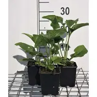 GRDplanten 6 x Echinacea purp. 'Alba' - Sonnenhut - Topf 9 x 9 cm