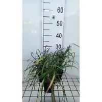 GRDplanten 6 x Liriope spicata - Lilientraube - Topf 9 x 9 cm