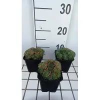 GRDplanten 6 x Sempervivum hybr. 'Triste' - Hauswurz - Topf 9 x 9 cm