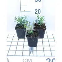 GRDplanten 6 x Iberis semp. 'Schneeflocke' ('snowflake') - Schleifenblume - Topf 9 x 9 cm