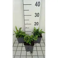 GRDplanten 6 x Asplenium scol. 'Angustatum' ( 'angustifolium') - Schmalblättriger Hirschzungenfarn - Topf 9 x 9 cm