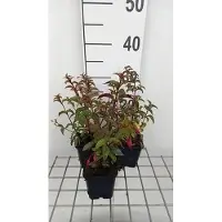 GRDplanten 6 x Fuchsia hybr. 'Madame Cornelissen' - Fuchsie - Topf 9 x 9 cm