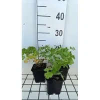 GRDplanten 6 x Thalictrum aquilegifolium - Wiesenraute - Topf 9 x 9 cm