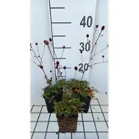 GRDplanten 6 x Sanguisorba officinalis - Pimpinelle - Topf 9 x 9 cm