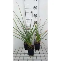 GRDplanten 6 x Kniphofia uvaria 'Grandiflora' - Fackellilie - Topf 9 x 9 cm