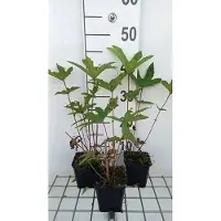 GRDplanten 6 x Filipendula rub. 'Venusta' - Mädesüß - Topf 9 x 9 cm