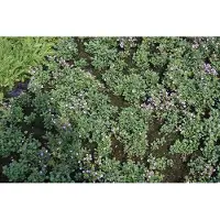 GRDplanten 6 x Chaenorhinum orig. 'Blue Dream' - Kleines Leinkraut - Topf 9 x 9 cm