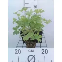 GRDplanten 6 x Delphinium (p) 'Blue Bird' - Rittersporn - Topf 9 x 9 cm