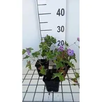 GRDplanten 6 x Geranium wall. 'Silvia's Surprise' - Storchenschnabel- Topf 9 x 9 cm