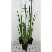 GRDplanten 6 x Iris sib. 'Perry's Blue' - Schwertlilie - Topf 9 x 9 cm