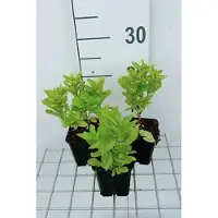 GRDplanten 6 x Campanula lact. 'Border Blues' ('madiwiho') - Bergminze - Topf 9 x 9 cm