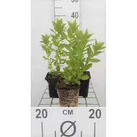 GRDplanten 6 x Campanula lact. 'Loddon Anna' - Bergminze - Topf 9 x 9 cm