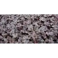 GRDplanten 6 x Heuchera hybr. 'Shangai' - Purpurglöckchen - Topf 9 x 9 cm