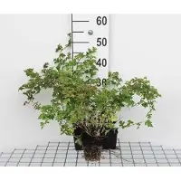 GRDplanten 12 x Stephanandra inc. 'Crispa' - Kranzspiere - Topf 9 cm x 9 cm