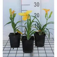 GRDplanten 6 x Hemerocallis hybr. 'Happy Returns' - taglilie - Topf 9 x 9 cm