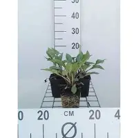 GRDplanten 6 x Echinacea purp. 'J.s.roho' - Sonnenhut - Topf 9 x 9 cm