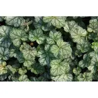 GRDplanten 6 x Heuchera hybr. 'Mint Frost' - Purpurglöckchen - Topf 9 x 9 cm