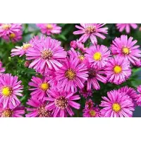 GRDplanten 6 x Aster dum. 'Jenny' - Herbstaster - Topf 9 x 9 cm