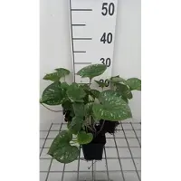 GRDplanten 6 x Brunnera macr. 'Emerald Mist' - Kaukasisches Vergissmeinnicht - Topf 9 x 9 cm