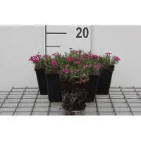 GRDplanten 6 x Phlox (d) 'Crackerjack' - Flammenblume - Topf 9 x 9 cm
