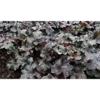 GRDplanten 6 x Heuchera hybr. 'Black Pearl' - Purpurglöckchen - Topf 9 x 9 cm