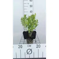 GRDplanten 6 x Dictamnus alb. 'Albiflorus' - Brennender Busch - Topf 9 x 9 cm