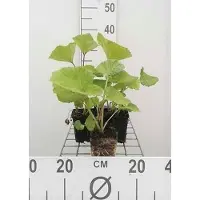 GRDplanten 6 x Petasites hybridus (officinalis) - Pestwurz - Topf 9 x 9 cm