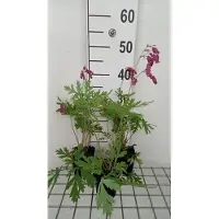 GRDplanten 6 x Dicentra form. 'Bacchanal' - Tränendes Herz - Topf 9 x 9 cm