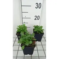 GRDplanten 6 x Aubrieta hybrida 'Whitewell Gem' - Blaukissen - Topf 9 x 9 cm