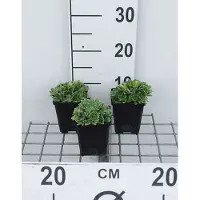 GRDplanten 6 x Saxifraga cotyledon 'Southside Seedling' - Steinbrech - Topf 9 x 9 cm