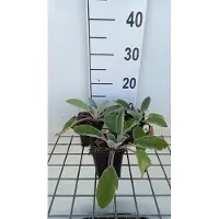GRDplanten 6 x Stachys byz. 'Big Ears' ( 'helene v. stein') - Ziest - Topf 9 x 9 cm