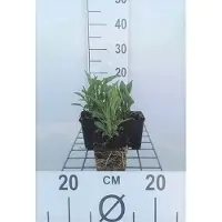 GRDplanten 6 x Echinacea purp. 'Tomato Soup' - Sonnenhut - Topf 9 x 9 cm