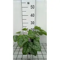 GRDplanten 6 x Brunnera macr. 'Mr Morse' - Kaukasisches Vergissmeinnicht - Topf 9 x 9 cm