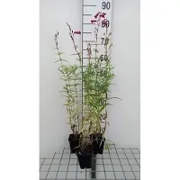 GRDplanten 6 x Penstemon hybr. 'Schoenholzeri' ( Firebird/ruby') - Bartfaden - Topf 9 x 9 cm