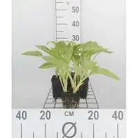 GRDplanten 6 x Hosta sieboldiana - Hosta - Topf 9 x 9 cm