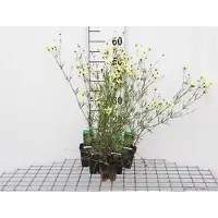GRDplanten 6 x Coreopsis vert. 'Moonbeam' - Mädchenauge - Topf 9 x 9 cm