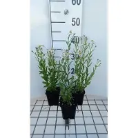 GRDplanten 6 x Kalimeris mongolica 'Mon Jardin' - Schönaster - Topf 9 x 9 cm