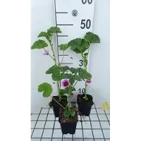 GRDplanten 6 x Malva sylv. 'Zebrina' - Malve - Topf 9 x 9 cm