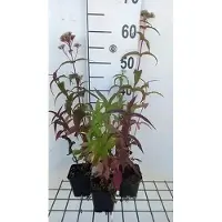 GRDplanten 6 x Eupatorium perfoliatum - Wasserdost - Topf 9 x 9 cm