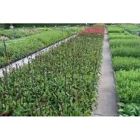 GRDplanten 6 x Echinacea purp. 'Fatal Attraction' - Sonnenhut - Topf 9 x 9 cm